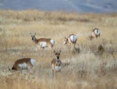 La Giornata Mondiale della Vita Selvatica: quando nasce e qual è il suo scopo
