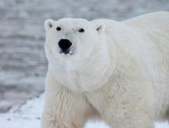 Giornata Mondiale dell’Orso Polare: cos’è e perché è importante