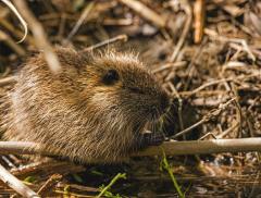 Le dighe naturali, forme spontanee di regolazione idrica ed ecosistemica