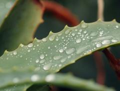 Dall’interno alla superficie: i benefici idratanti dell’aloe