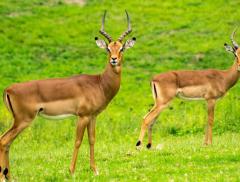 Giornata Mondiale dei Diritti degli Animali, quando la loro voce diventa responsabilità umana