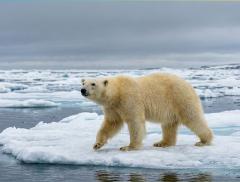 L’orso polare, una specie iconica e simbolo degli impatti della crisi climatica sulla biodiversità