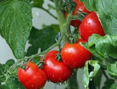 L’agricoltura in Italia è sempre più sostenibile
