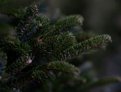 Come realizzare un albero di Natale sostenibile