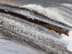 Come si misura quanta acqua dolce è presente sulla Terra?