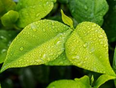 Le 10 regole fondamentali per rispettare l'ambiente