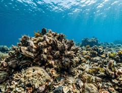 Quando il mare si auto pulisce il lavoro invisibile delle ostriche