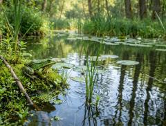 Rane “custodi” dell’acqua cosa raccontano sugli ecosistemi