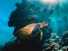 Oceani, le 5 problematiche da affrontare per salvaguardarli