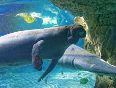 Acquario di Genova, un “tuffo” virtuale tra squali e pesci tropicali - In a Bottle