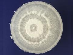 Arriva il fungo che degrada la plastica 