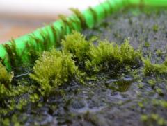 Arriva il muschio che purifica l'acqua 