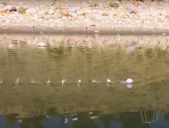 Camminare sull’acqua? Secondo la scienza si può - In a Bottle