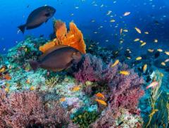 Antozoi, i particolari coralli che resistono all’aumento delle temperature degli oceani