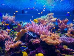 Larvalbot: il Robot Creato per Salvare le Barriere Coralline degli Oceani – In a Bottle