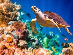 Il Metabolismo degli Animali Marini e l’Importanza della Fauna  – In a Bottle