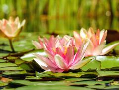 Significato e simbologia del fiore di loto