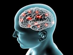 Scoperta una proteina nel cervello che attiva lo stimolo della sete