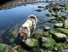 Inquinamento delle acque: adesso lo fiutano i cani 