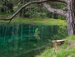 Il Lago verde, storia del bosco sommerso visitabile sott'acqua