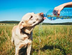 Come e quando idratare i cani in estate - In a Bottle 