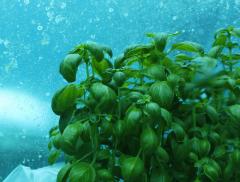 L’orto sott’acqua, la nuova frontiera dell’agricoltura sostenibile
