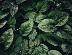 Cosa si intende con il termine flora e perché è importante