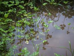 Piante acquatiche e nuovi materiali per l'elettronica flessibile 