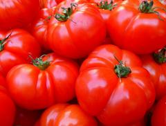 I pomodori crescono con l'acqua di mare in Arabia Saudita