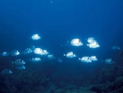Costiera ligure e Portofino, un’area marina ricca di biodiversità