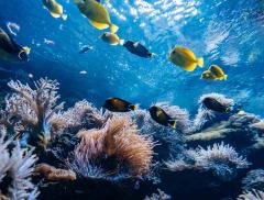 Reefsuites Camere d’Albergo Sottomarine in Australia – In a Bottle