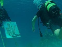 Sandor Gonzalez, l’artista cubano che dipinge sott’acqua - In a Bottle