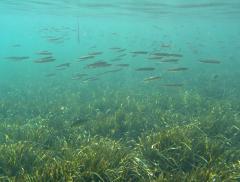 Come proteggere gli ecosistemi marini a livello mondiale