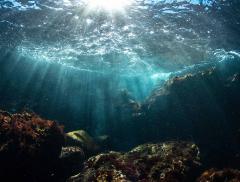 Qual è lo stato di salute degli oceani? - In a Bottle