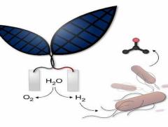 Foglia bionica per creare un combustibile ad acqua