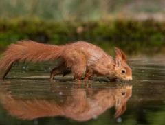 Scoiattolo Vola sull’Acqua in una Foto – In a Bottle