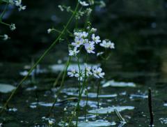 Water Violet, le proprietà del fiore che cresce nell’acqua – In a Bottle
