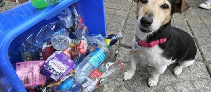 Dal Regno Unito arriva Molly, il cane amante del riciclo Dal Regno Unito arriva Molly, il cane amante del riciclo