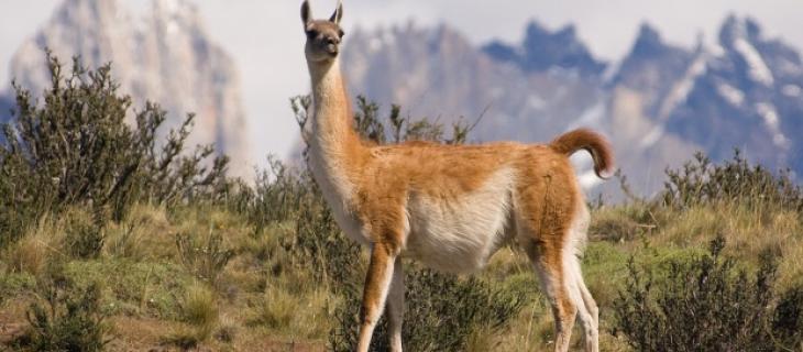 Eco de los Andes, l'acqua emblema delle Ande argentine  