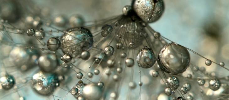 Le gocce di rugiada: gli scatti fotografici di Sharon Johnstone