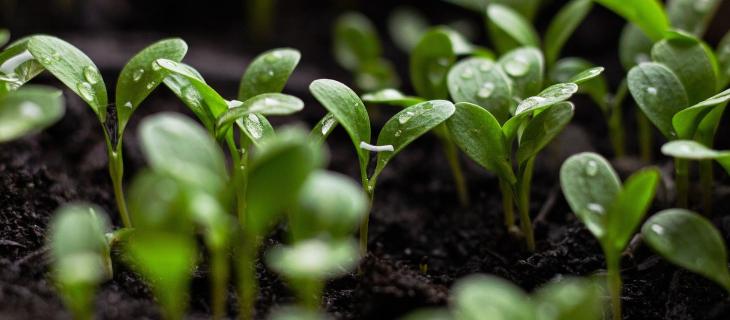 Sustainable gardenings: i giardini sostenibili amici del Pianeta 