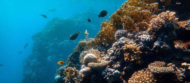 Galàpagos: scoperta una barriera corallina incontaminata