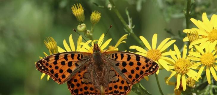 Nature Restoration Law: una legge per la biodiversità