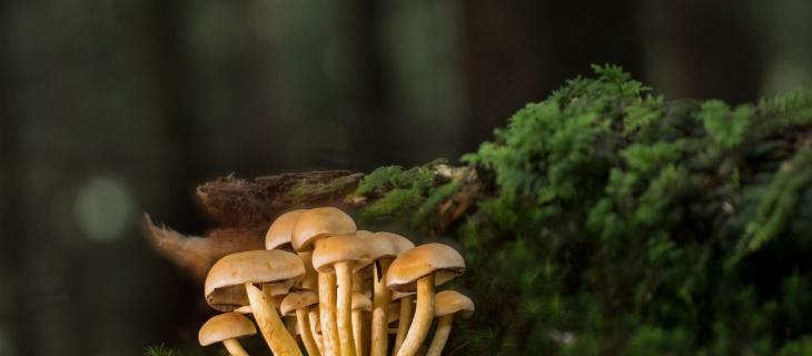 Funga: la startup che utilizza i funghi per ridurre le emissioni di CO2 