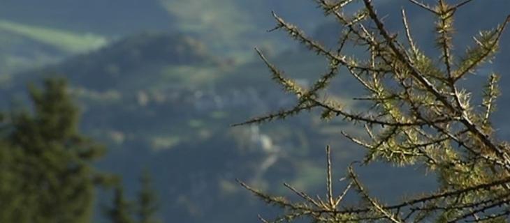 Il ripristino del boschi della Valtellina colpiti dalla tempesta “Vaia”   