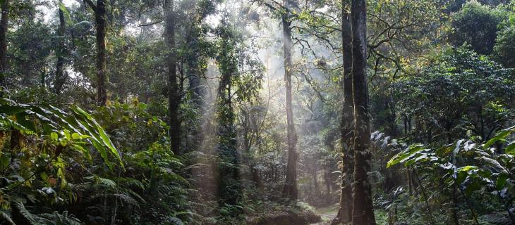 Giornata mondiale delle foreste pluviali, cos’è e perché si celebra