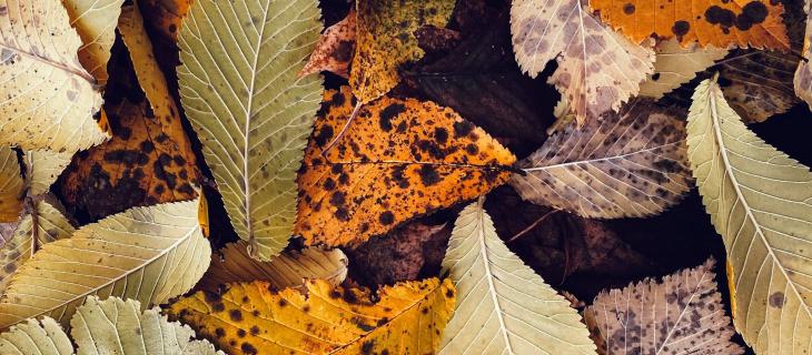 L’importanza per l’ambiente di lasciare a terra le foglie cadute 