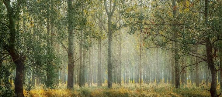 L’importanza delle foreste per la tutela della biodiversità 