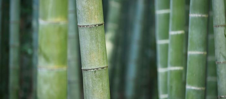 Bambù: la risorsa eco-friendly dai mille usi e benefici