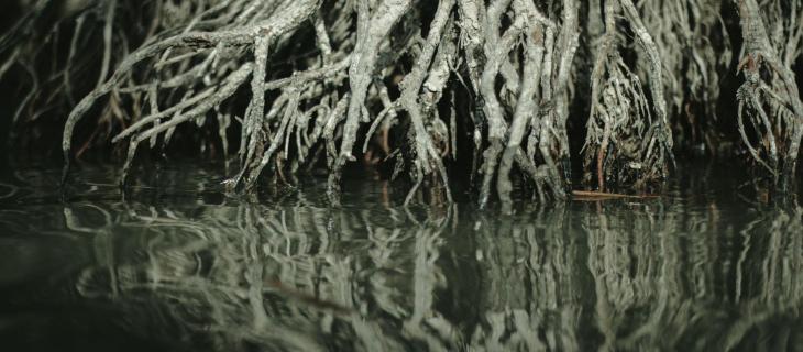 Mangrovie: come possono aiutarci contro il cambiamento climatico